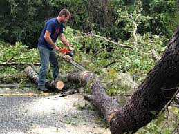 Best Root Management and Removal  in Pacific, MO